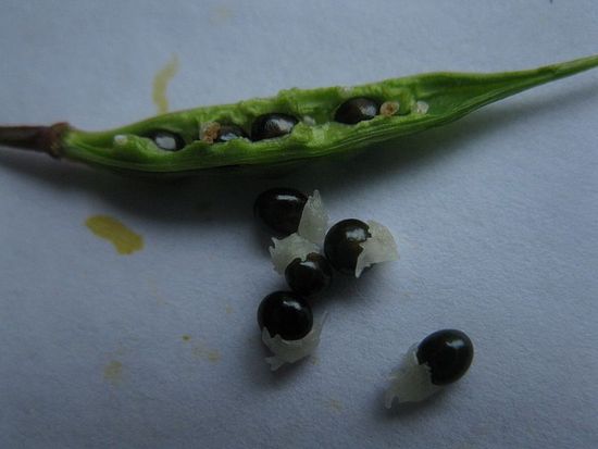 Gold heart,Alba,Dutchmans breeches,lyre flower,lady in bath